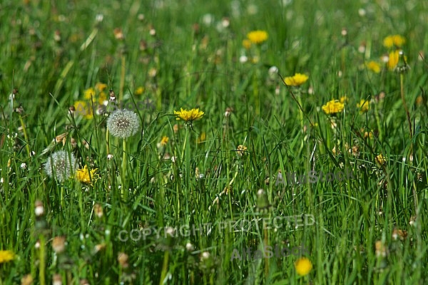 Spring, flowers, plants, background