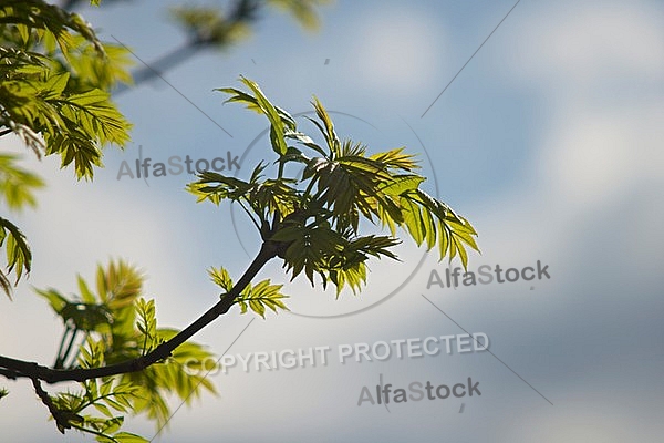 Spring, flowers, plants, background