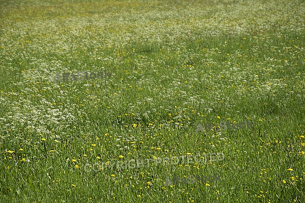 Spring, flowers, plants, background