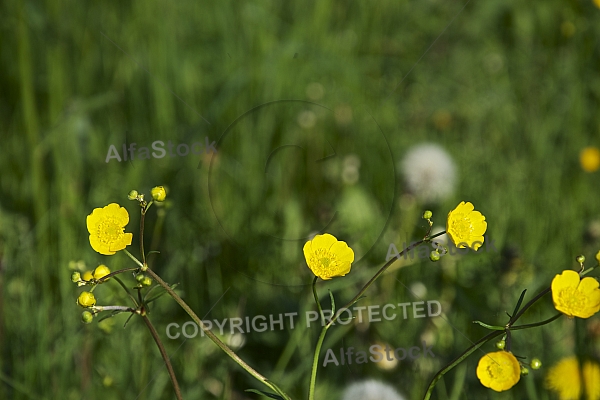 Spring, flowers, plants, background