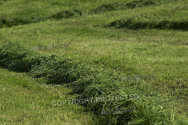 Spring, flowers, plants, background