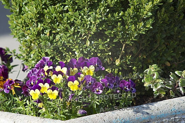 Spring, flowers, plants, background