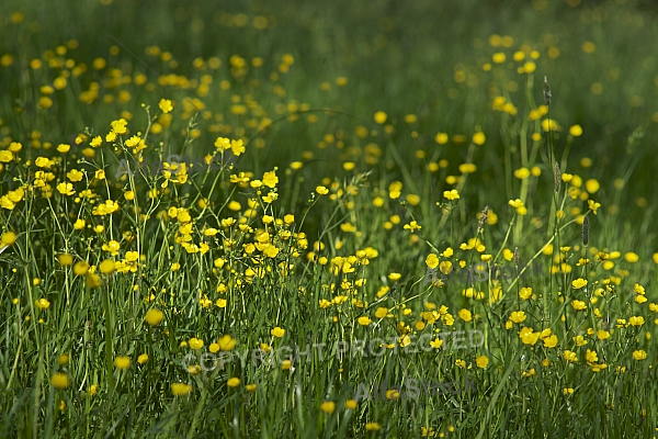 Spring, flowers, plants, background