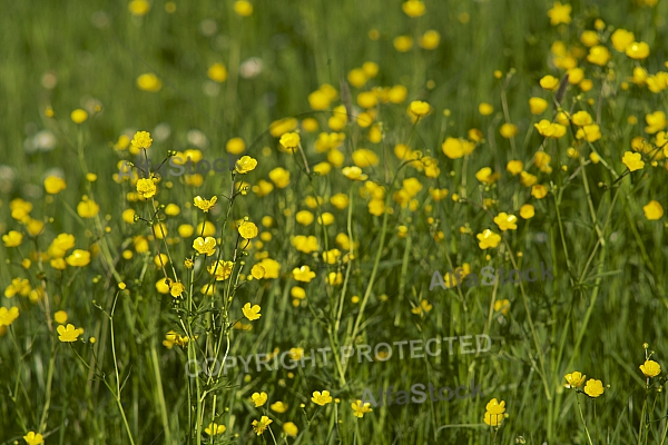 Spring, flowers, plants, background