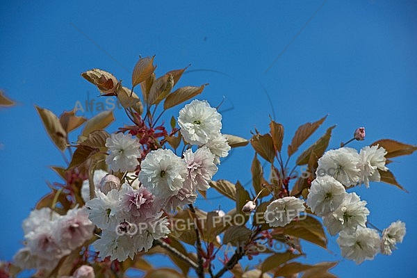 Spring, flowers, plants, background