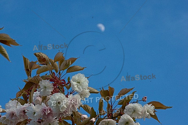 Spring, flowers, plants, background