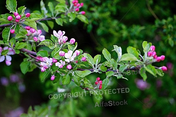 Spring, flowers, plants, background