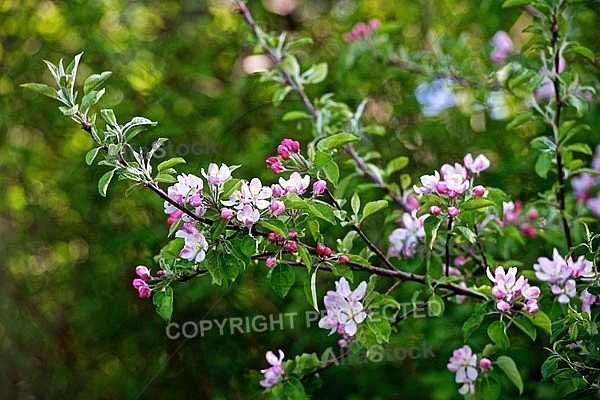 Spring, flowers, plants, background