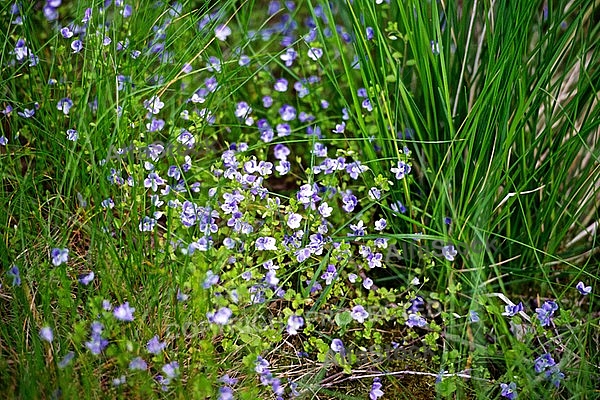 Spring, flowers, plants, background