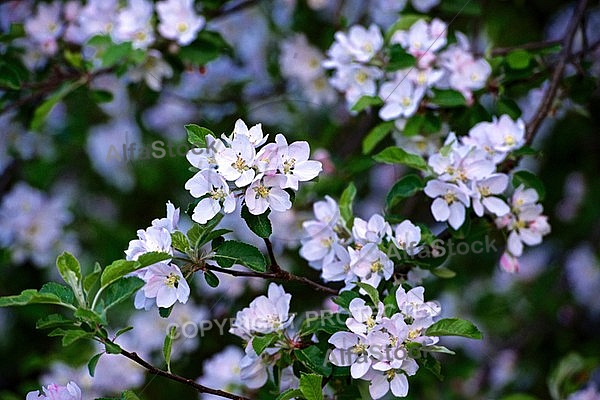 Spring, flowers, plants, background