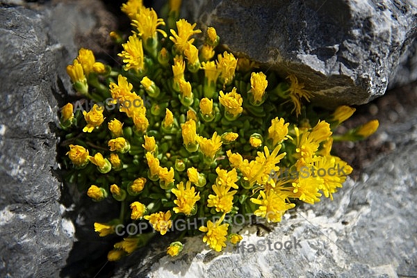 Spring, flowers, plants, background