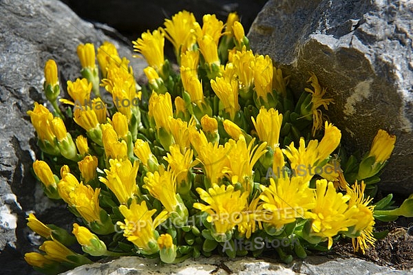 Spring, flowers, plants, background