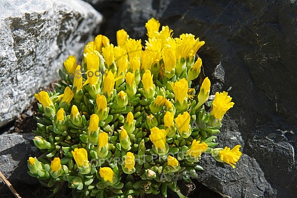 Spring, flowers, plants, background