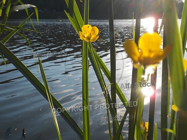 Spring, flowers, plants, background