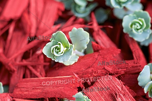 Spring, flowers, plants, background