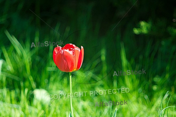 Spring, flowers, plants, background