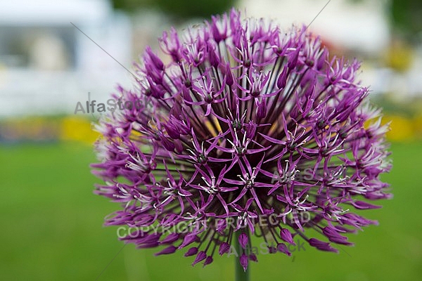 Spring, flowers, plants, background