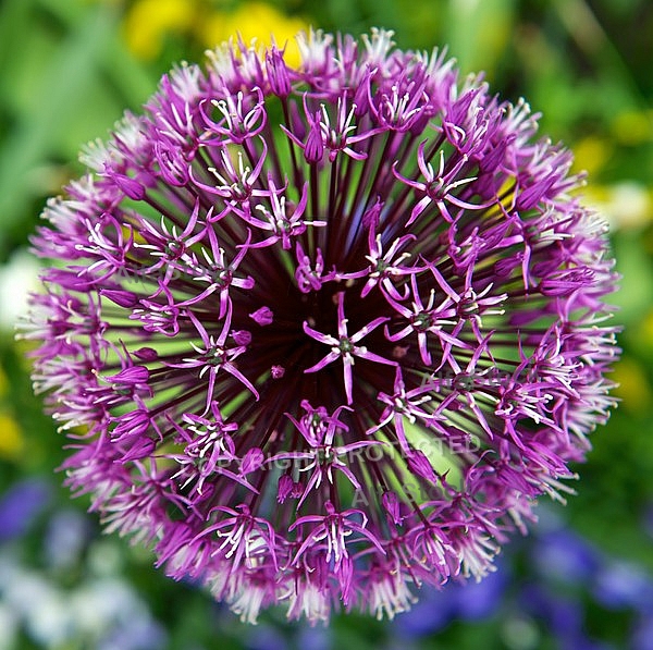 Spring, flowers, plants, background