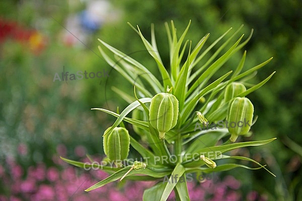 Spring, flowers, plants, background