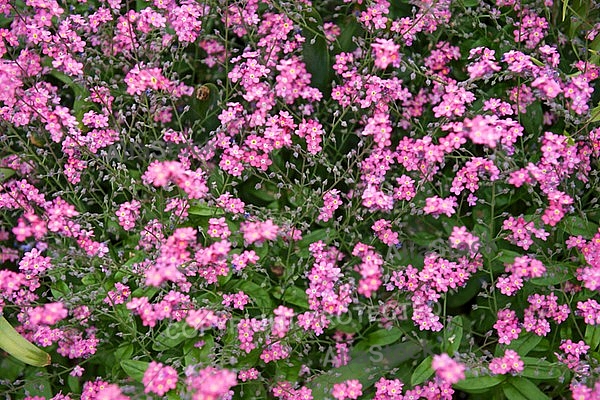 Spring, flowers, plants, background