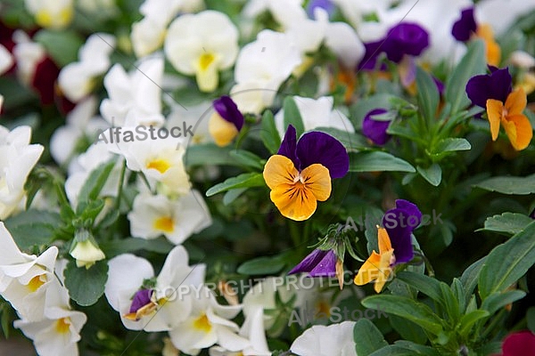 Spring, flowers, plants, background