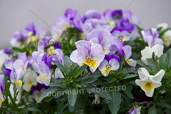 Spring, flowers, plants, background