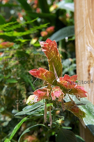 Spring, flowers, plants, background