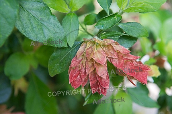 Spring, flowers, plants, background