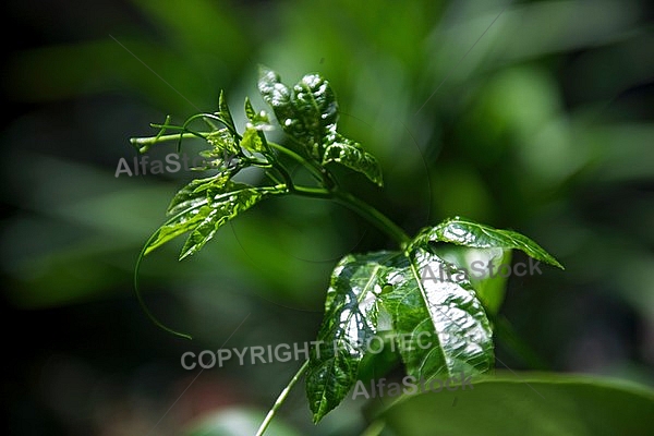 Spring, flowers, plants, background