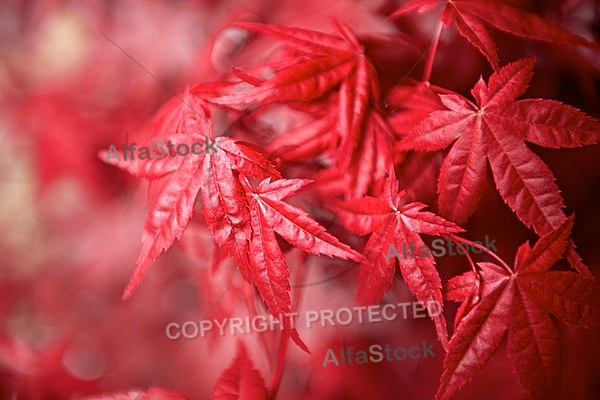 Spring, flowers, plants, background