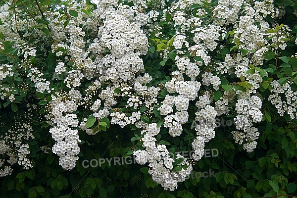 Spring, flowers, plants, background