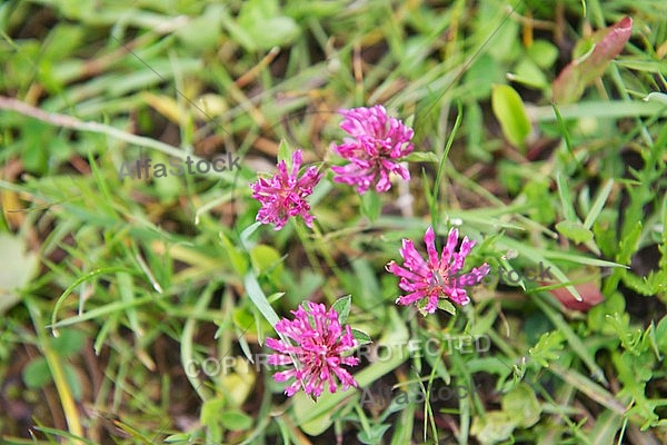 Spring, flowers, plants, background