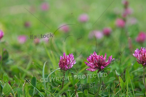 Spring, flowers, plants, background