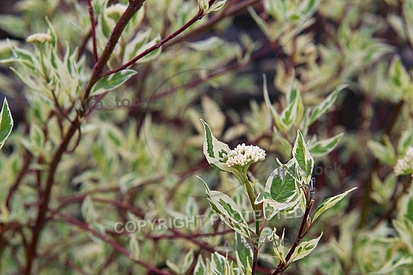 Spring, flowers, plants, background