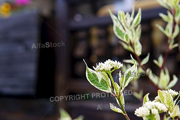 Spring, flowers, plants, background