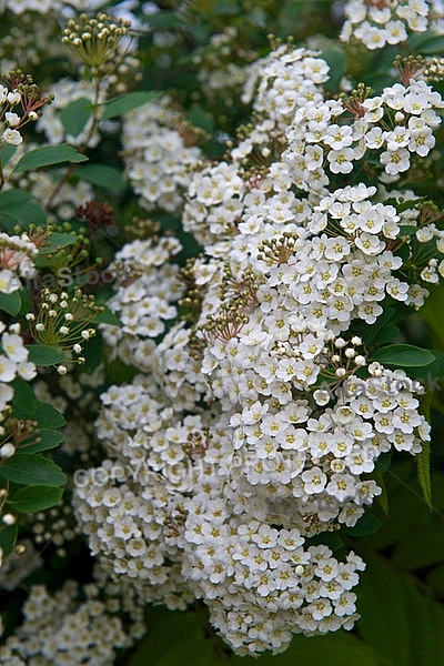 Spring, flowers, plants, background