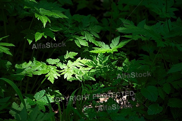 Spring, flowers, plants, background