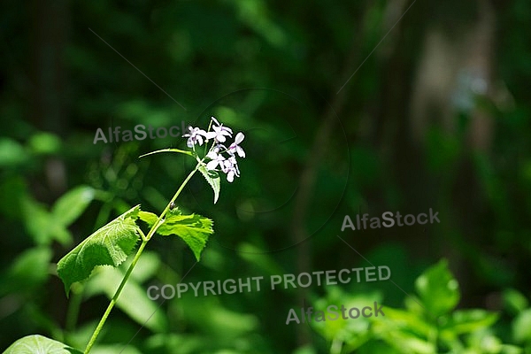 Spring, flowers, plants, background