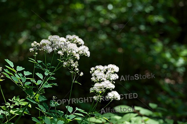 Spring, flowers, plants, background