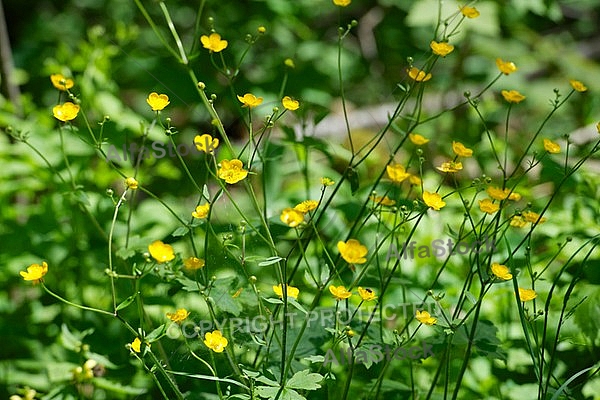 Spring, flowers, plants, background