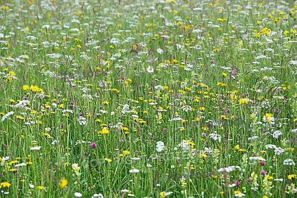 Spring, flowers, plants, background