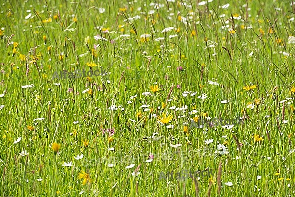 Spring, flowers, plants, background