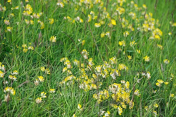 Spring, flowers, plants, background