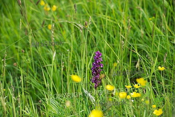 Spring, flowers, plants, background