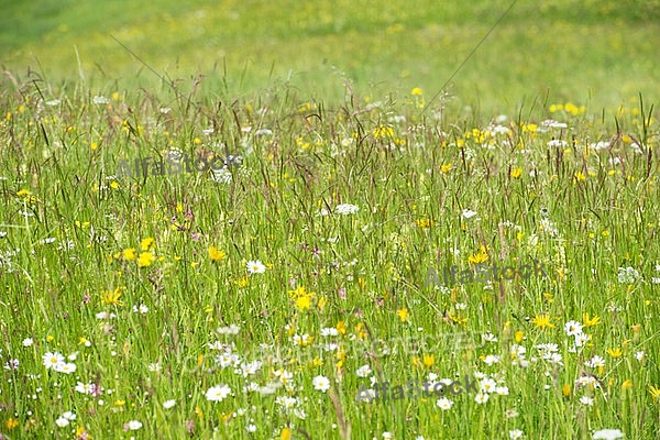 Spring, flowers, plants, background