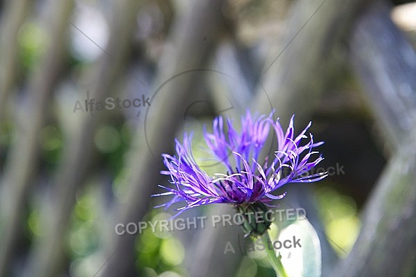 Spring, flowers, plants, background