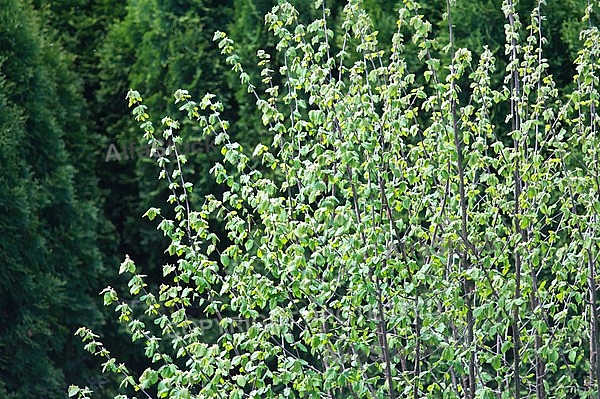 Spring, flowers, plants, background