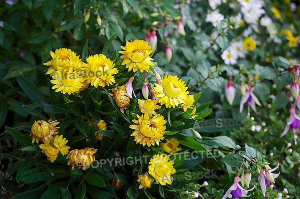 Spring, flowers, plants, background