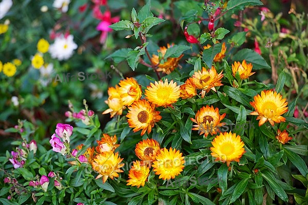 Spring, flowers, plants, background