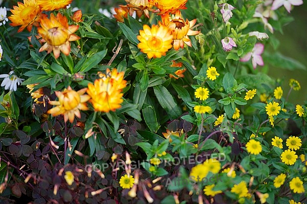 Spring, flowers, plants, background